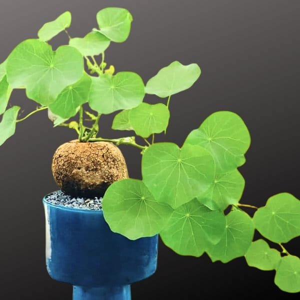 Image of Stephania Rotunda Caudiformous plant