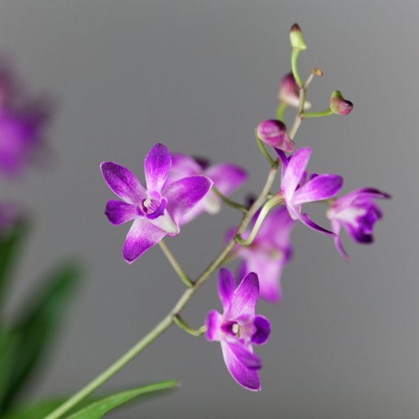 Image of Dendrobium Earsakul rot gold