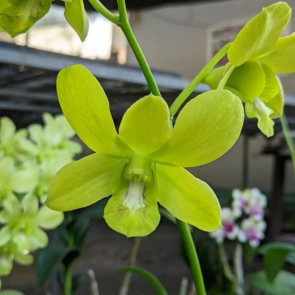 Image of Dendrobium areedang green x burana stripe