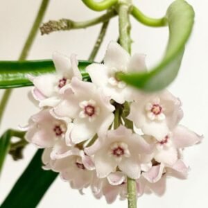 Image of Hoya shepherdii