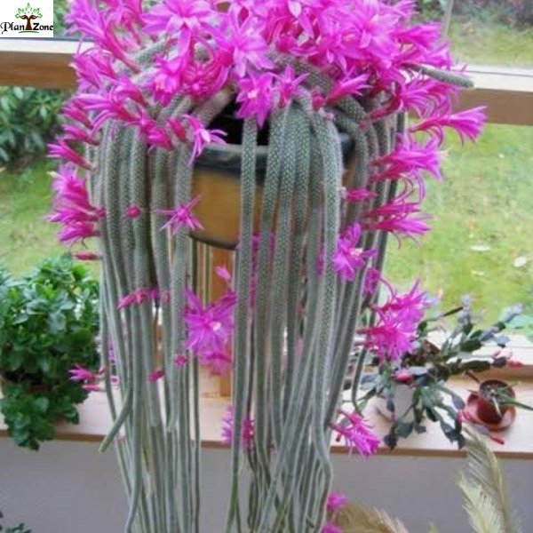 Image of rat tail cactus