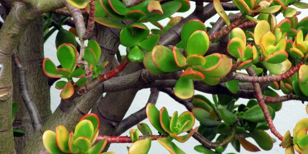 image of crassula plant