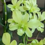 Image of Dendrobium areedang green x burana stripe