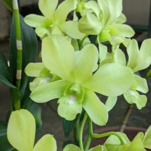 Image of Dendrobium areedang green x burana stripe