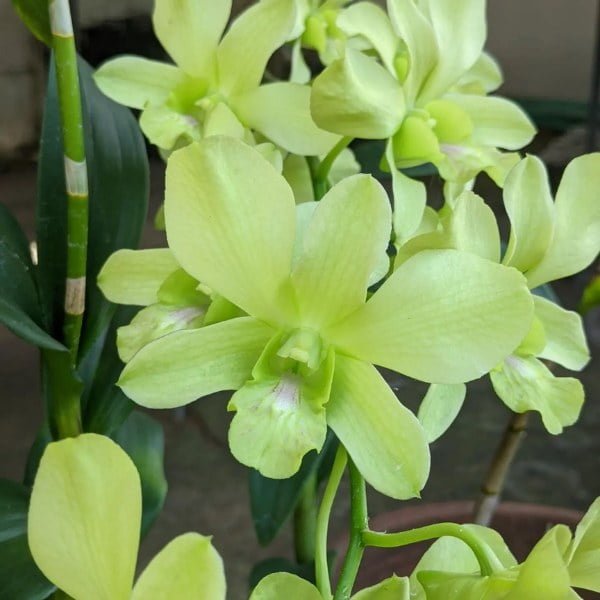 Image of Dendrobium areedang green x burana stripe