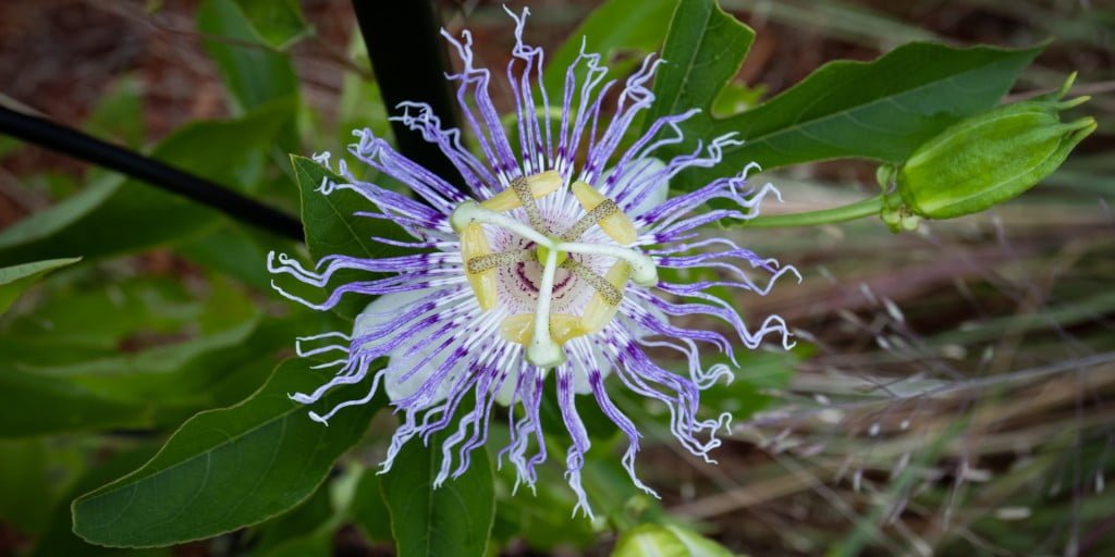image of passiflora incarnata