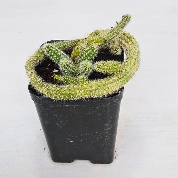 Image of rat Tail cactus