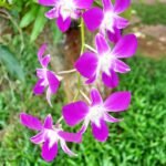 Image of Dendrobium Earsakul rot gold