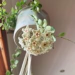Hoya Serpens