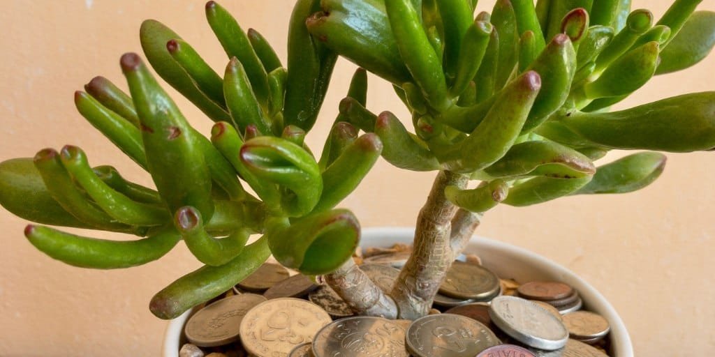 image of crassula plant