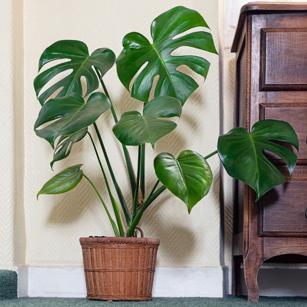 Image of Monstera Deliciosa Plant