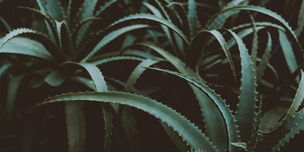 aloe vera plant