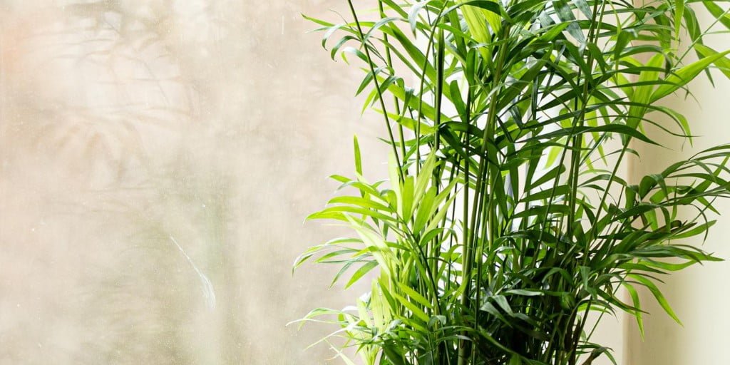 bamboo palm plant