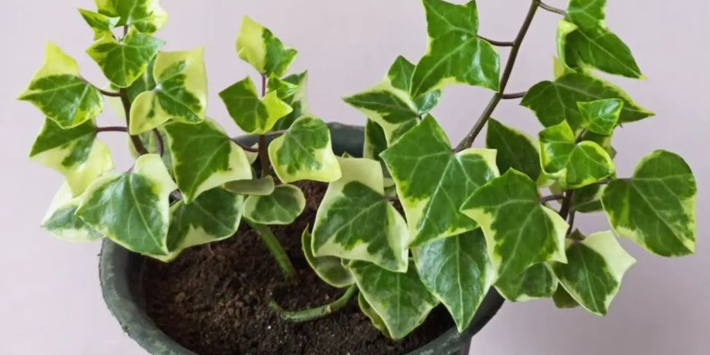 English Ivy plant in a pot