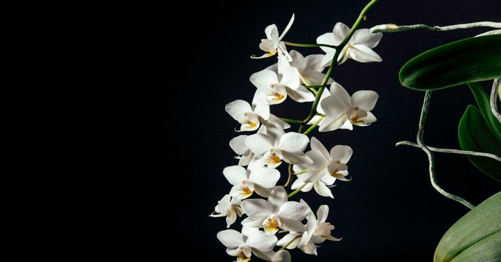 Good Morning Flowers