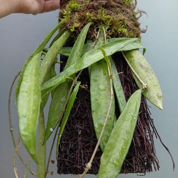 Image of Hoya Shepherdii