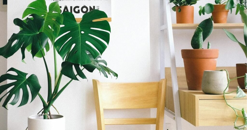 indoor plants in  a living space
