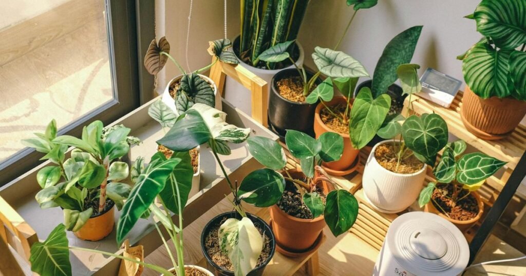 indoor plants decorated on top of shelves