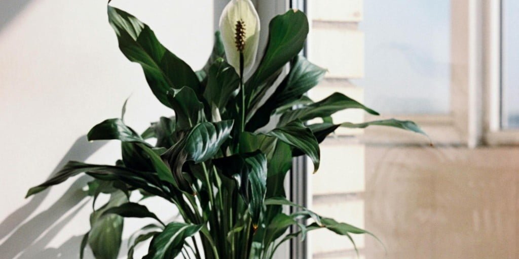 peace lily plant with white lilies