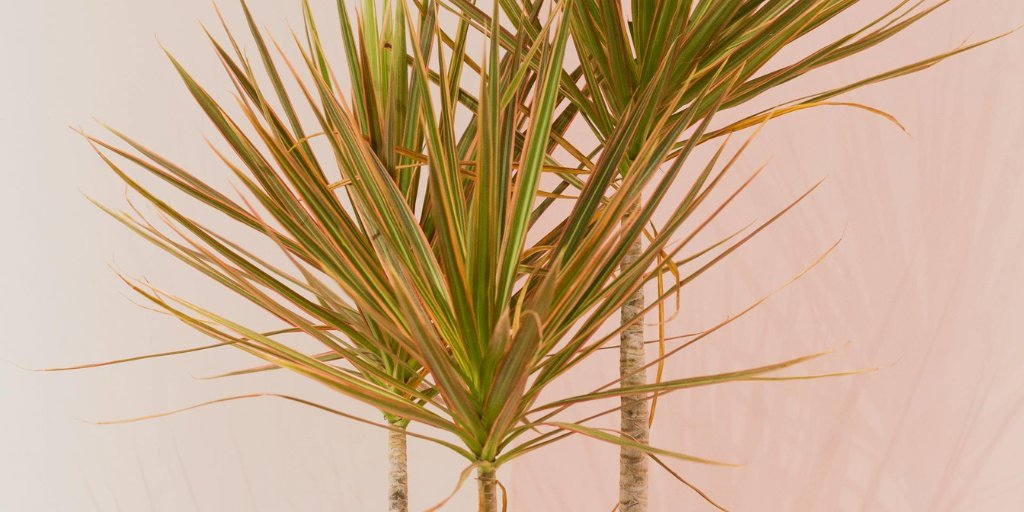 Red edge Dracaena plant