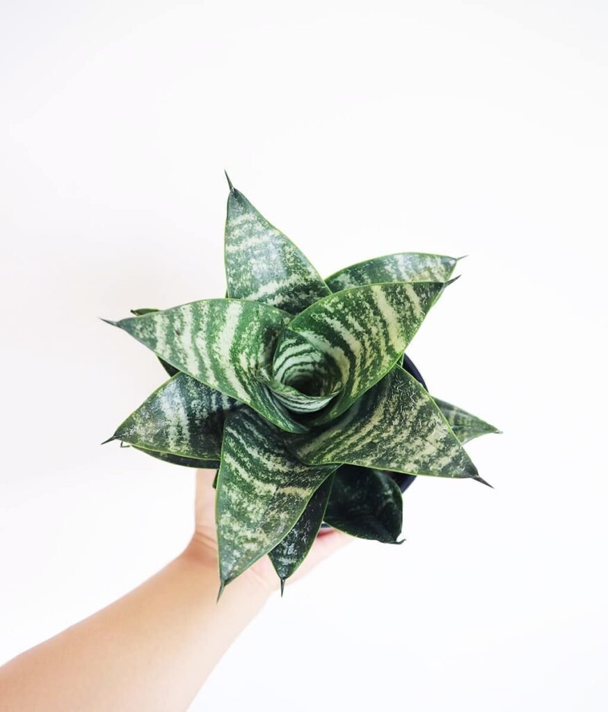 Sansevieria Bird’s Nest Snake Plant