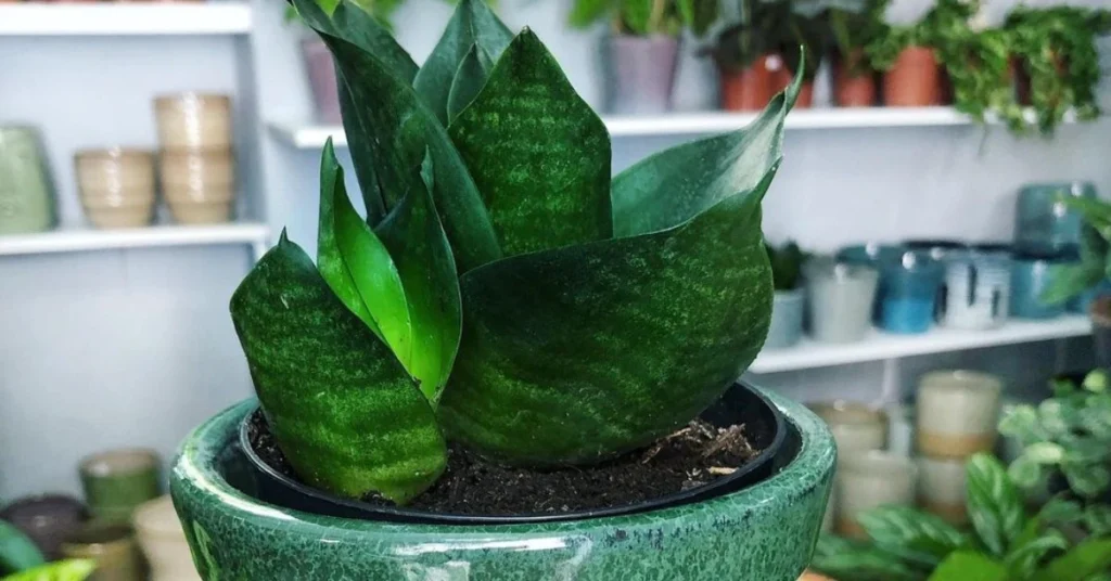Sansevieria Black Dragon