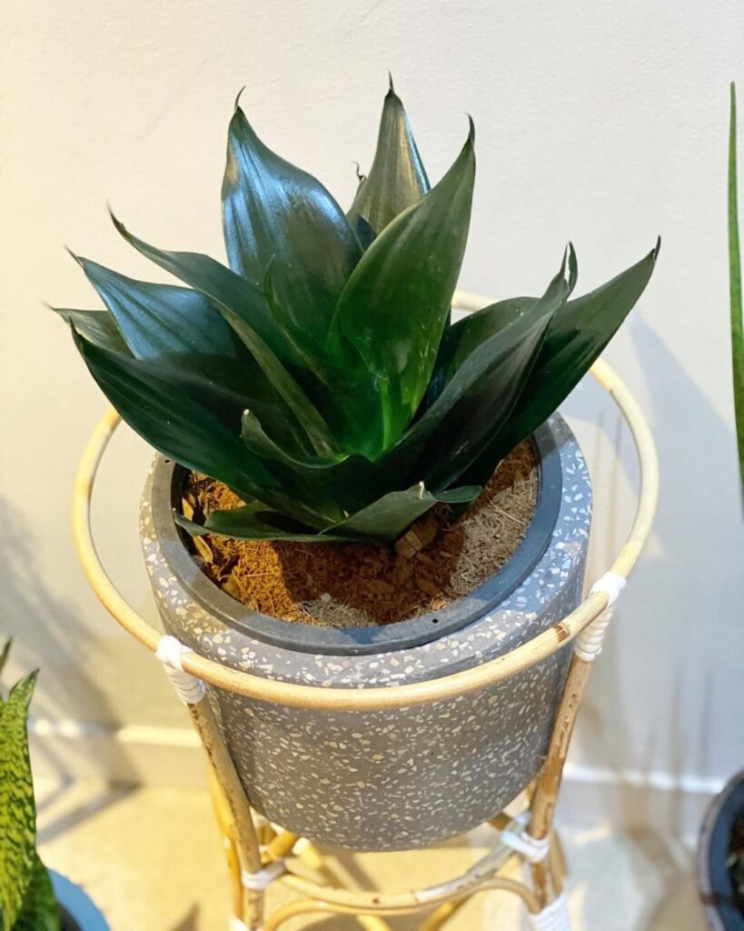 Sansevieria ‘Black Dragon’