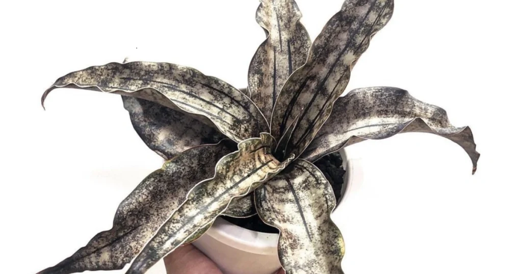 Indoor Gardening with Sansevieria Coppertone