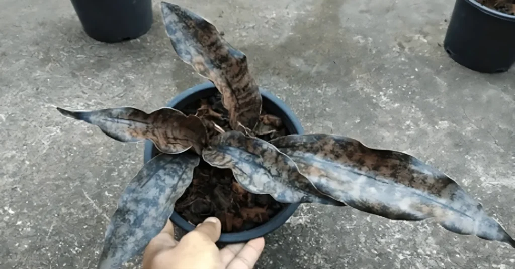 Indoor Gardening with Sansevieria Coppertone