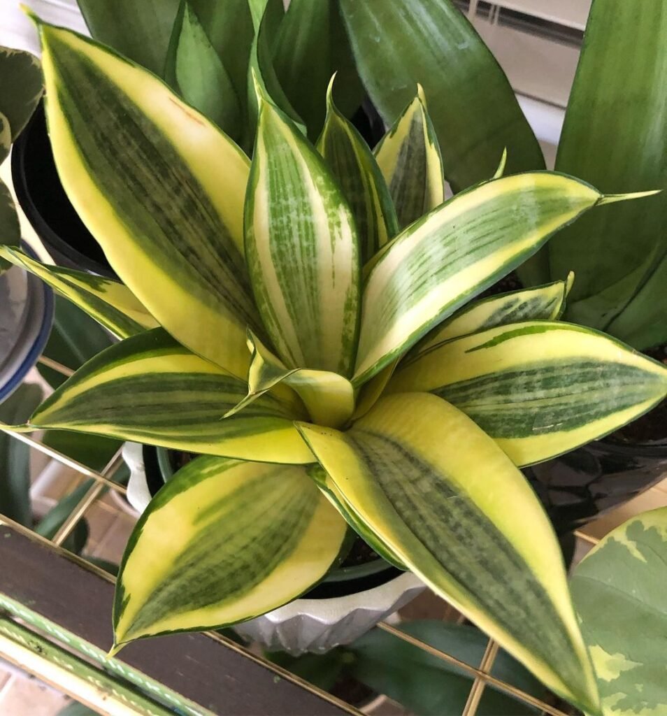Sansevieria Golden Hahnii Snake Plant