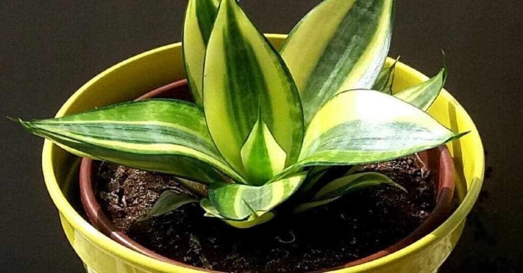 Sansevieria Hahnii