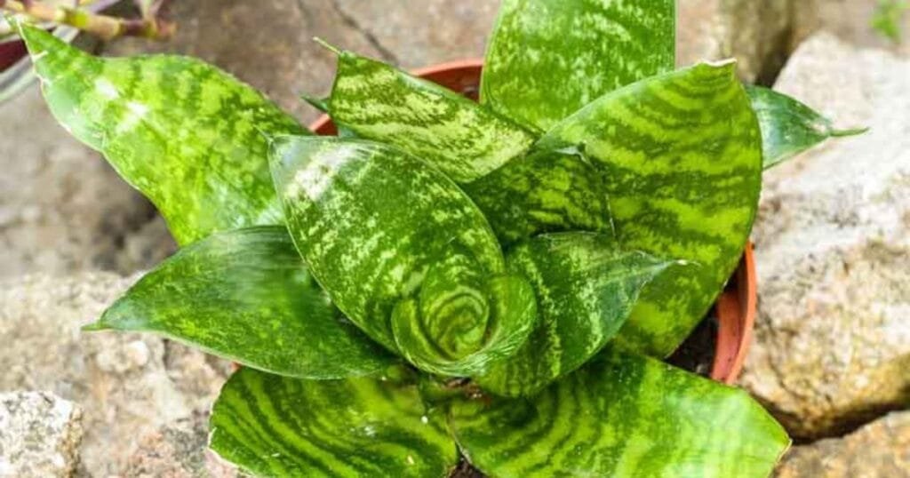 Sansevieria Hahnii