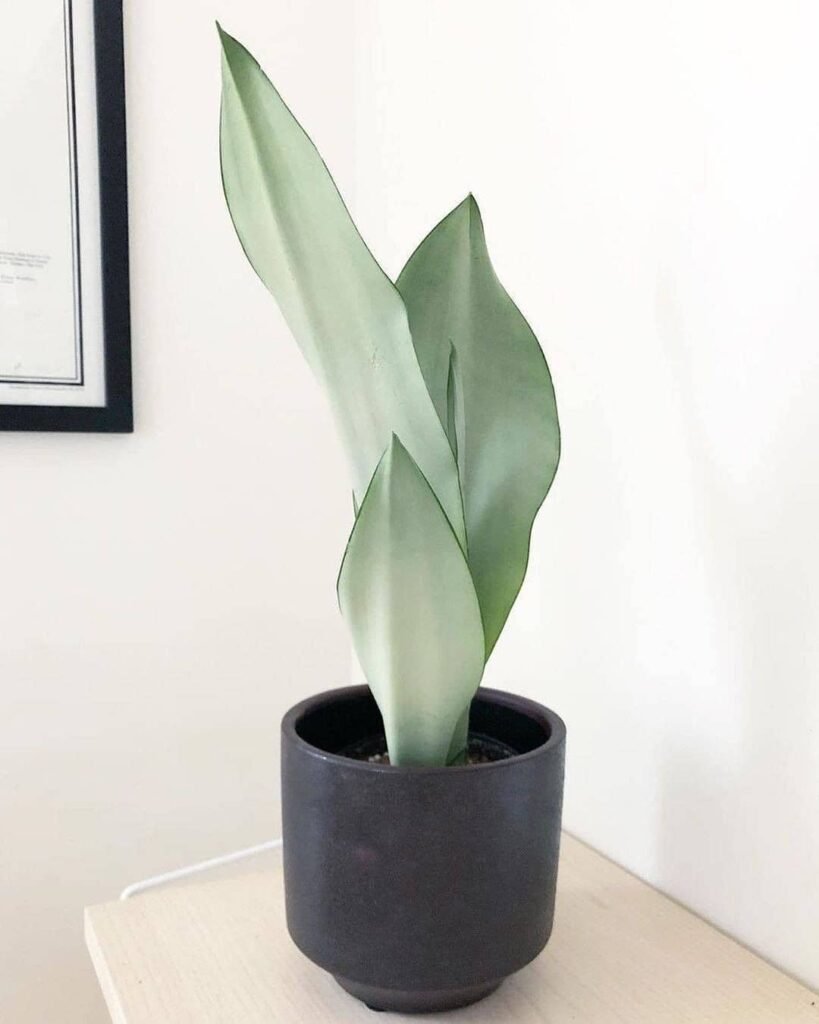 Sansevieria Moonshine Snake Plant
