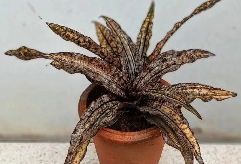Sansevieria Coppertone