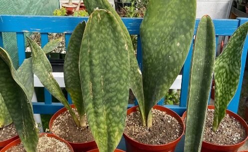 Sansevieria Dracaena Masoniana (Whale Fin Snake Plant)