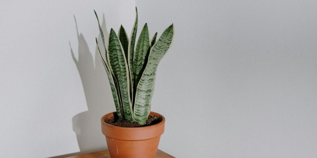 Snake plant in a earthen pot