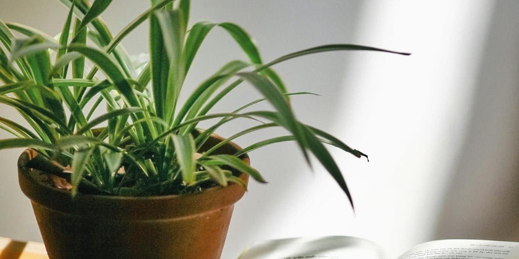 spider plant in a earthen pot