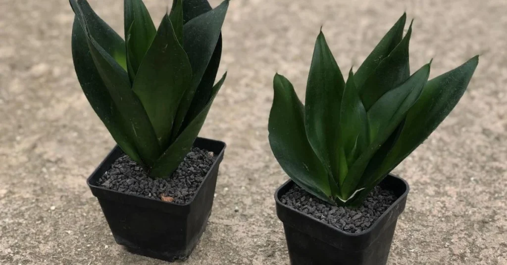 Transform Your Space With Sansevieria Black Dragon Plant