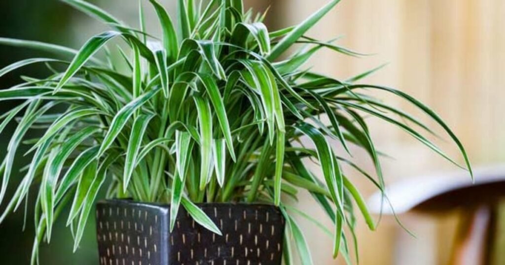 spider plant in a dark brown vase