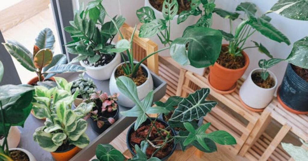 indoor houseplants