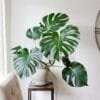 Monstera Deliciosa Plant