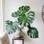 Monstera Deliciosa Plant