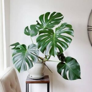Image of Monstera Deliciosa Plant