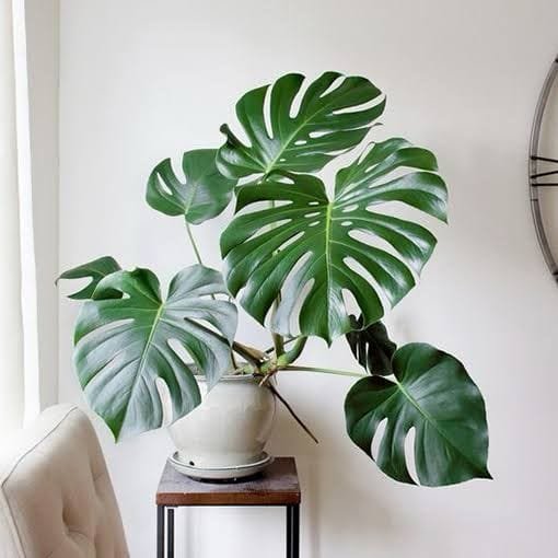 Image of Monstera Deliciosa Plant
