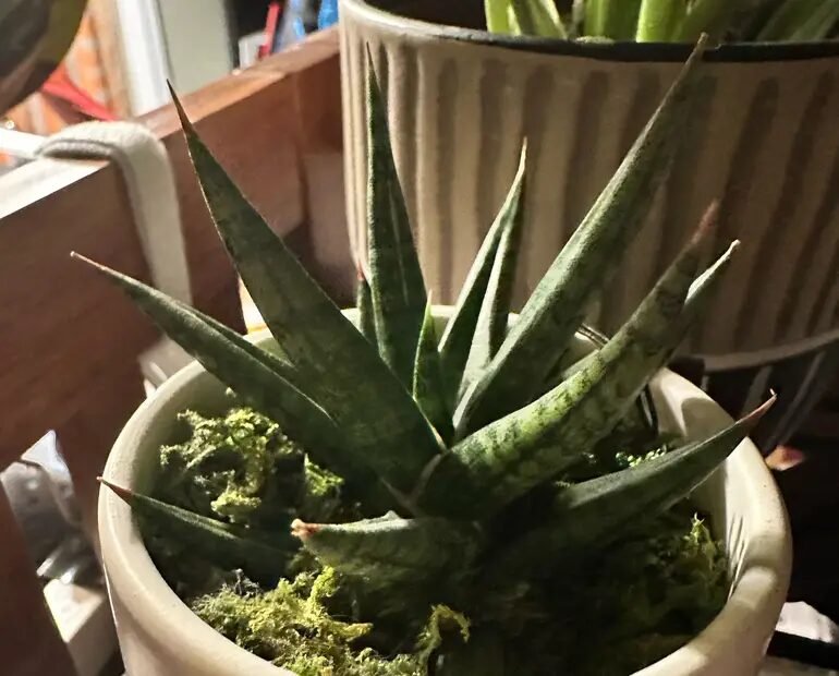 Sansevieria Francisii