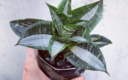 Sansevieria Hahnii ‘Silver Streaker’