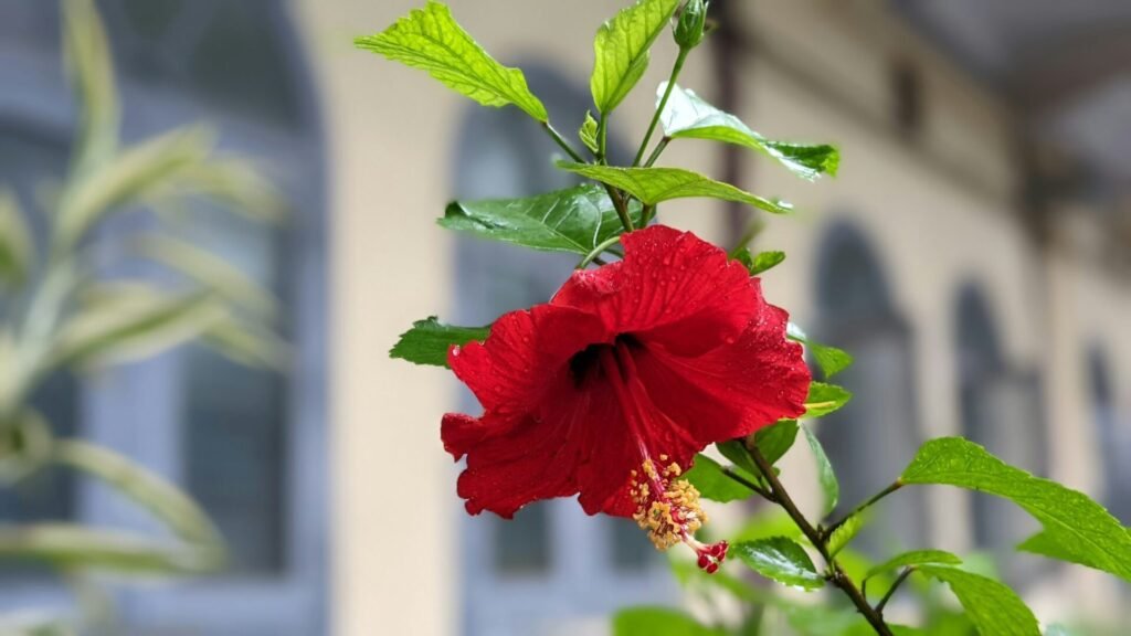 Hibiscus