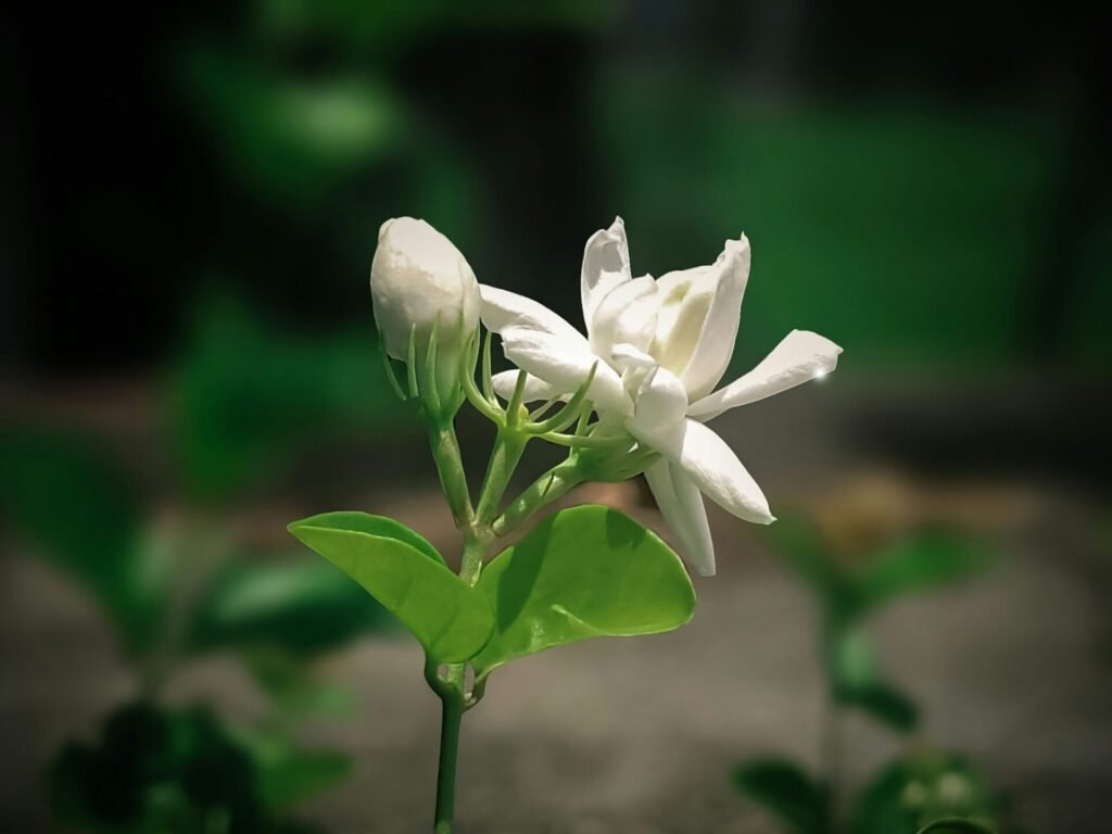 Jasmine