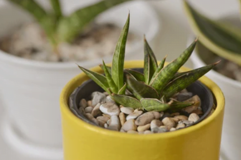 Comman Snake Plant Problems