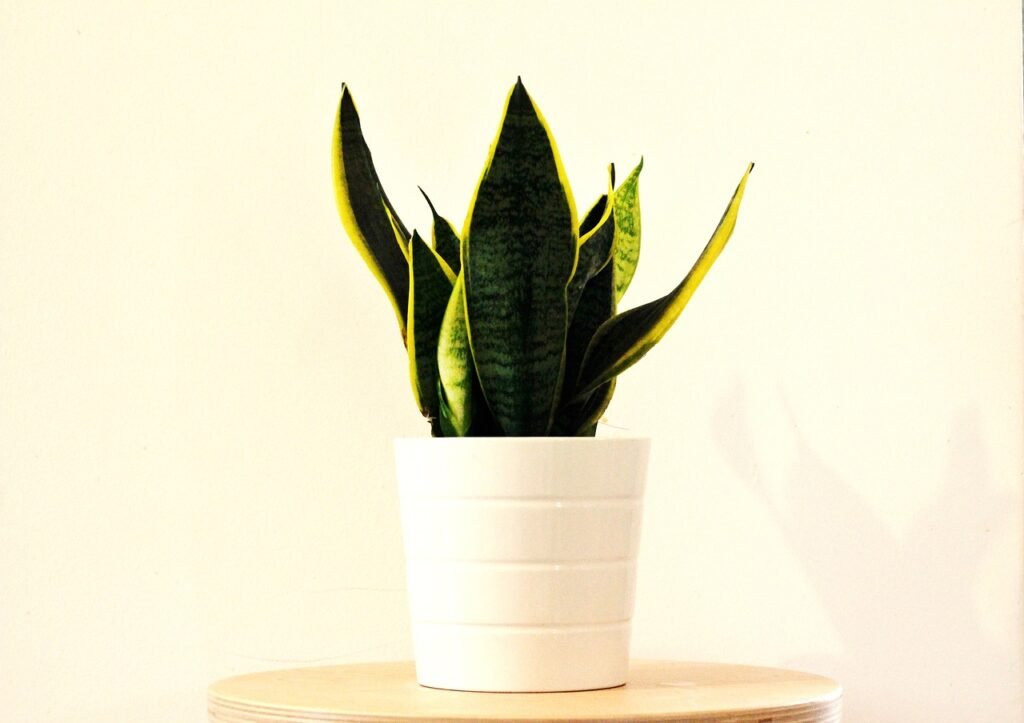 Snake Plant Benefits